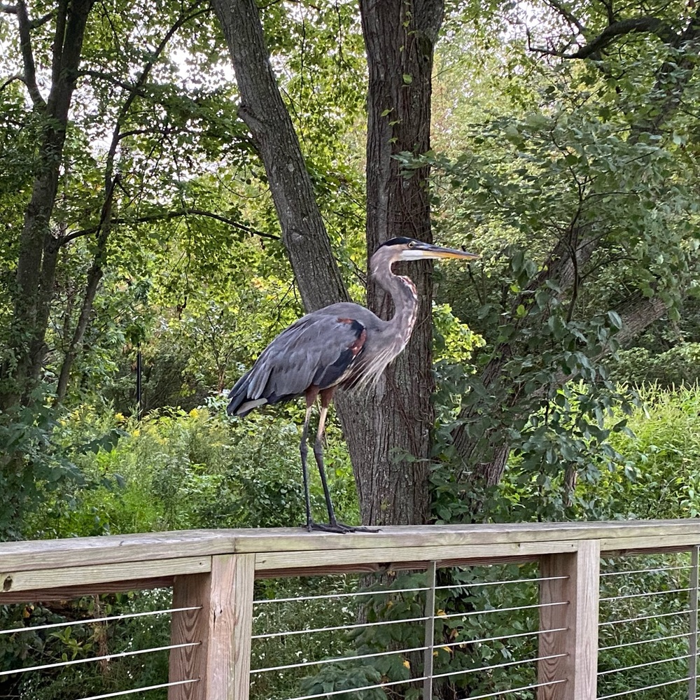 Meet your Posher, Cat